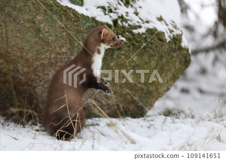 Winter wildlife scene,. Stone marten, Martes foina, portrait of forest animal. Small predator in nature winter habitat in forest on snow, Czech nature 109141651