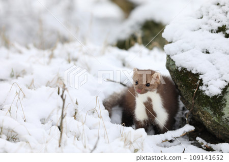 Winter wildlife scene,. Stone marten, Martes foina, portrait of forest animal. Small predator in nature winter habitat in forest on snow, Czech nature 109141652