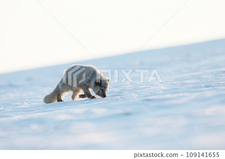 Polar fox in habitat, winter landscape, Svalbard, Norway. Beautiful animal sniffing in snow. Vulpes lagopus Polar fox in habitat, winter landscape, Svalbard, Norway. Beautiful animal sniffing in snow. Vulpes lagopus 109141655