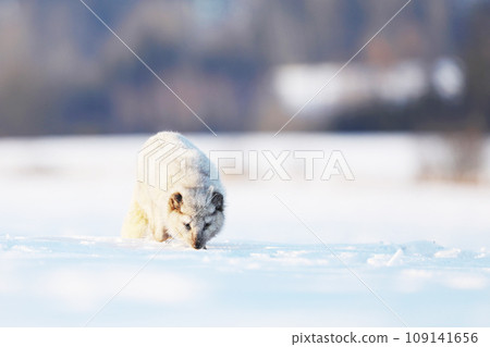 Polar fox in habitat, winter landscape, Svalbard, Norway. Beautiful animal sniffing in snow. Vulpes lagopus Polar fox in habitat, winter landscape, Svalbard, Norway. Beautiful animal sniffing in snow. Vulpes lagopus 109141656