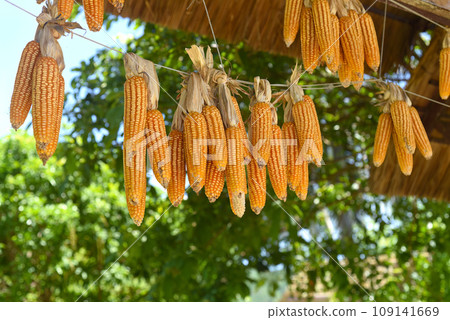 Dried maize hanging under the sun Dried maize hanging under the sun 109141669