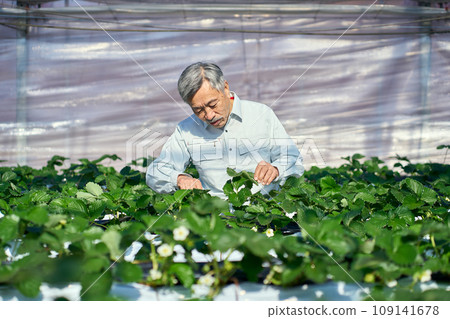 A man cultivating strawberries 109141678