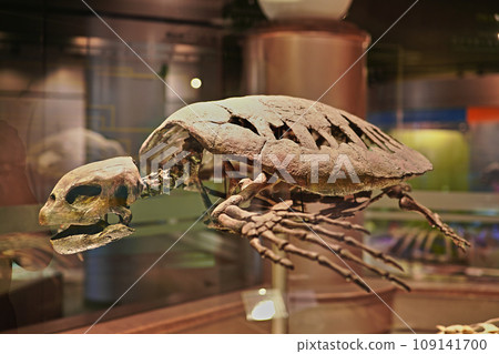 Fossil of Mesodermochelis (Mukawa Town, Hokkaido) 109141700