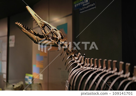 Full-body reconstruction model of Phosphorosaurus pompetelegans 109141701