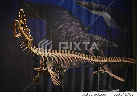 龐貝特萊根磷龍全身重建模型 109141702