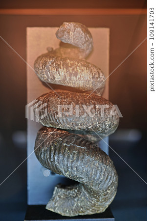 牧川町豐別博物館菊石 牧川町豐別博物館菊石 109141703