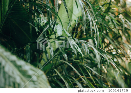 Morning dew, water drops on a tips of a green leaves in garden. Wet plants. 109141729