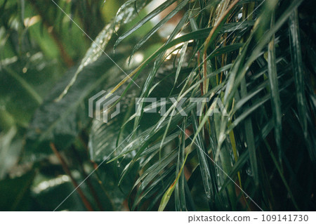 Morning dew, water drops on a tips of a green leaves in a rainforest, jungles. Green fresh wet plants in a garden after rain. Natural background. Environment garden natural wallpaper. Lush plants. 109141730