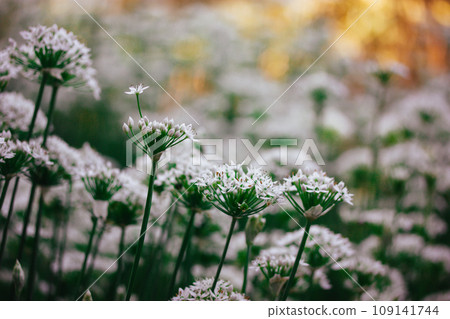 Allium tuberosum white small flowers bloom. A group of blossoming plants in garden. White bear garlic spring flowers wallpaper. Flowering meadow. Leek flowers on a sunny lawn. Springtime chives flower Allium tuberosum white small flowers bloom. A group of blossoming plants in garden. White bear garlic spring flowers wallpaper. Flowering meadow. Leek flowers on a sunny lawn. Springtime chives flower 109141744