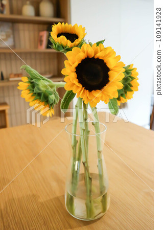 sunflower or sunflower flower or yellow flower 109141928