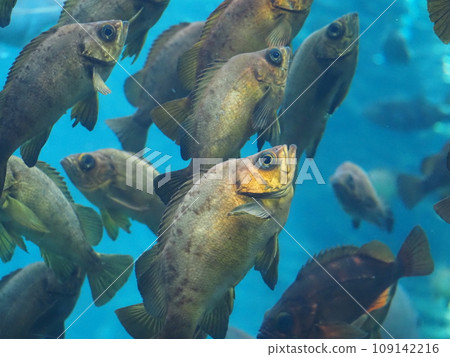 水族箱鹹水魚竹岩魚 水族箱鹹水魚竹岩魚 109142216