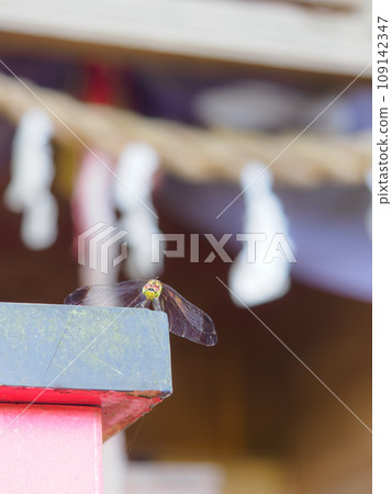 Photographing a dragonfly in vertical composition at a shrine 109142347