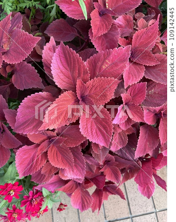 Coleus 109142445