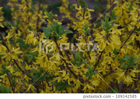 綠色與黃色的和諧：快樂的黃色連翹花 109142585