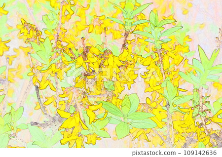 Forsythia illustration 109142636