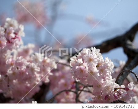 Cherry blossoms herald the arrival of spring 109142733