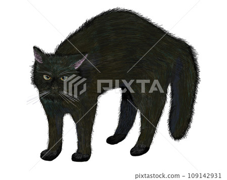 顏卡步黑貓 109142931