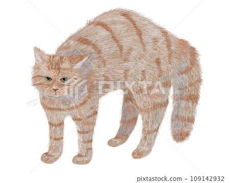 Yanka step tea tiger cat 109142932