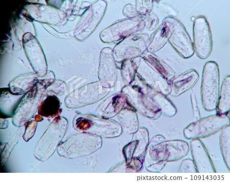 使用顯微鏡觀察分生孢子 使用顯微鏡觀察分生孢子 109143035