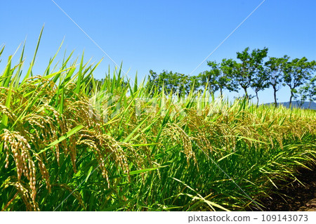 Natsui's Hasaki Summer Landscape (Niigata Prefecture) Natsui's Hasaki Summer Landscape (Niigata Prefecture) 109143073