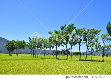 Natsui's Hasaki Summer Landscape (Niigata Prefecture) 109143090