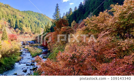 名倉川沿岸的紅葉映襯著秋天清澈的藍天（大平公園/愛知縣豐田市） 109143340
