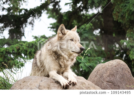 dignified wolf dignified wolf 109143495