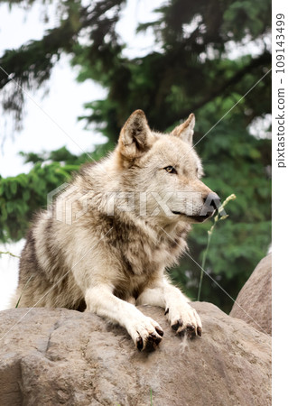 dignified wolf dignified wolf 109143499