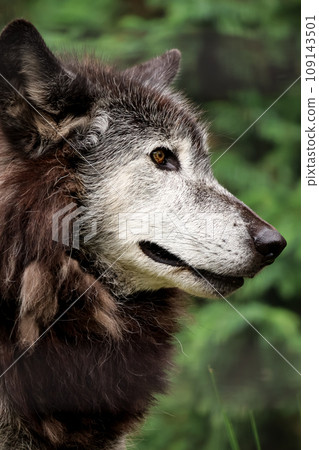 威嚴的狼 109143501