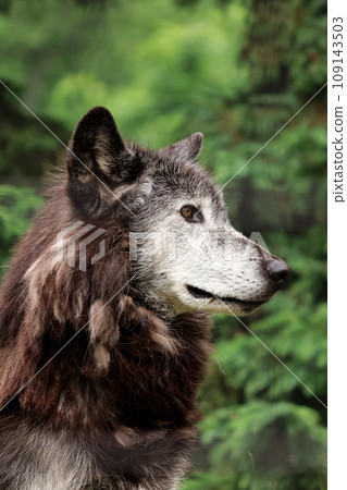 威嚴的狼 109143503