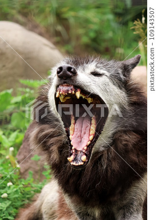 yawning wolf yawning wolf 109143507