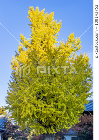 Ginkgo billy in the blue sky 109143752