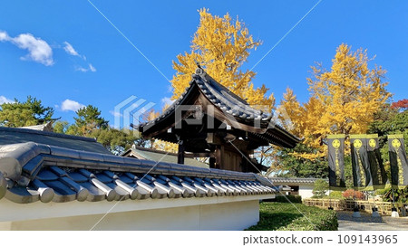 秋日晴朗的天空和金色的銀杏樹映襯下的岡崎城二之丸能劇場(岡崎公園/愛知縣岡崎市) 秋日晴朗的天空和金色的銀杏樹映襯下的岡崎城二之丸能劇場(岡崎公園/愛知縣岡崎市) 109143965