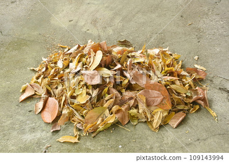 broom sweep dry leaf falling from winter season on cement ground in home garden to cleaning broom sweep dry leaf falling from winter season on cement ground in home garden to cleaning 109143994