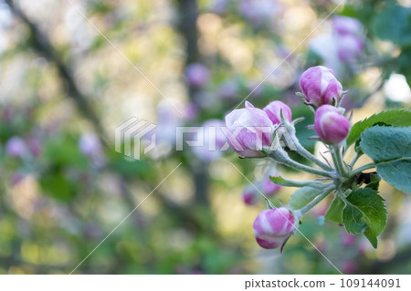 Blossoming branch of apple tree in spring garden. Blurred background. Blossoming branch of apple tree in spring garden. Blurred background. 109144091