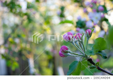Blooming apple tree in the garden on a sunny spring day. 109144094
