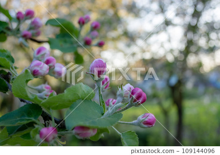 Blooming apple tree branch with pink flowers in the garden on a spring day 109144096