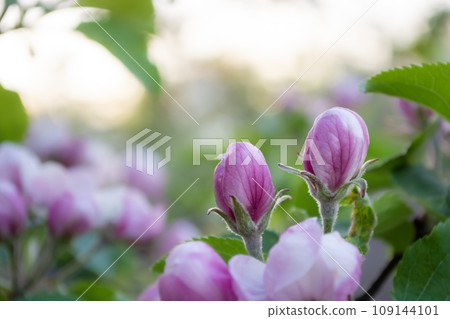 Beautiful magnolia flowers blooming in the garden on a spring day 109144101