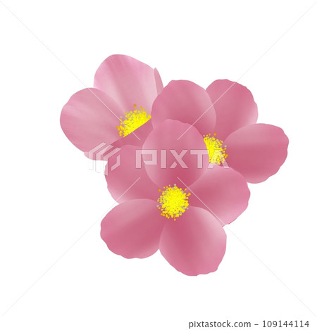 Christmas rose 1 Christmas rose 1 109144114