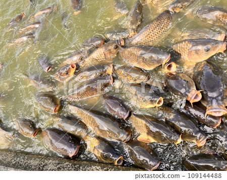 鯉魚群 鯉魚群 109144488