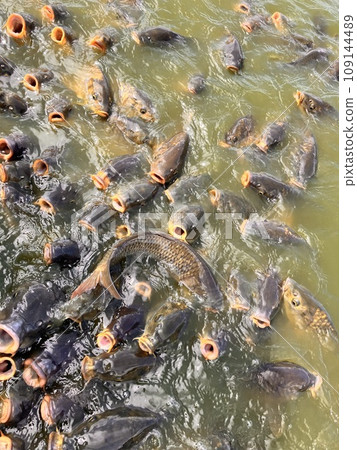 鯉魚群 鯉魚群 109144489