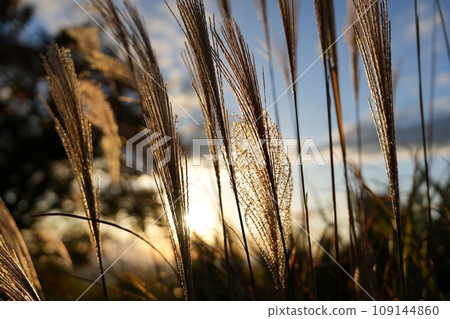 Susuki黃昏時分 Susuki黃昏時分 109144860