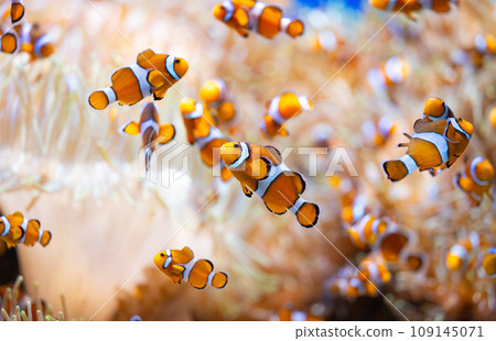 clown fish in an aquarium clown fish in an aquarium 109145071