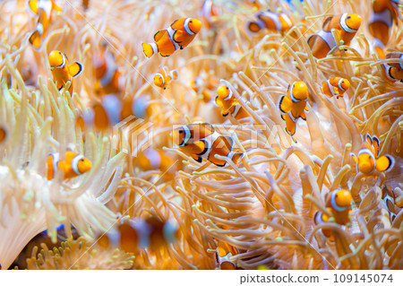 clown fish in an aquarium clown fish in an aquarium 109145074
