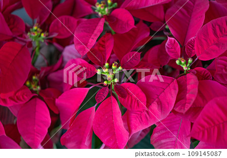 Christmas flower 109145087