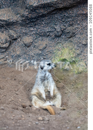 meerkat in the park 109145088