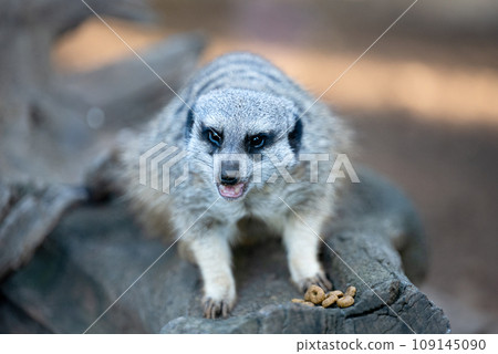 meerkat in the park meerkat in the park 109145090