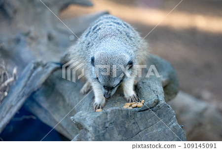 meerkat in the park 109145091