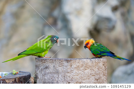 beautiful parrots in a park 109145129