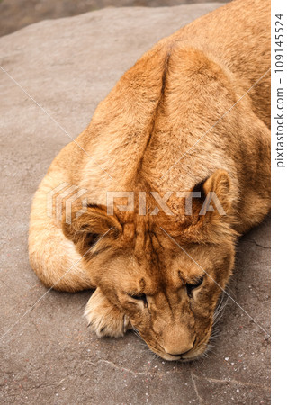 Sleeping female lion 109145524